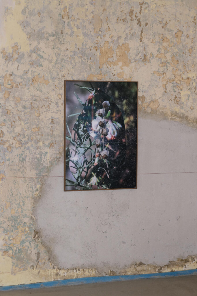 Untitled (Artemisia alba), 100 x 70 cm (c) Theresa Wey