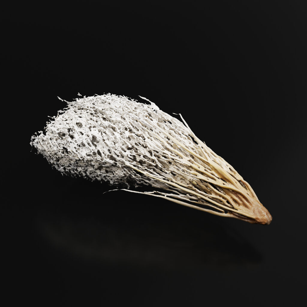 Postfactual Seeds, Pigment Print on Hahnemühle, 25 x 25 cm, 2026